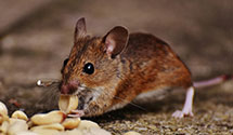 24 Hour & Emergency Exterminators in Spanish Ranch, CA